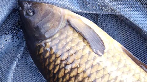 Beautiful carp fish