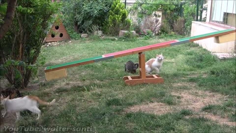 Outdoor Cats Seeing a Seesaw For The First Time!