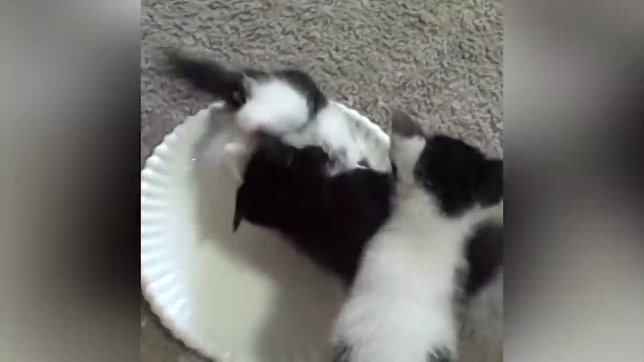 Try Not To Laugh _ Don't Miss The Best Funny Cat 🐈Videos For Your Day _ Funniest Animal Videos