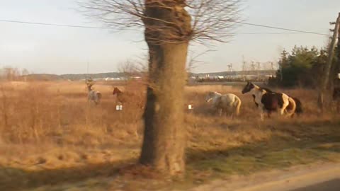 The horses are heading to the party.