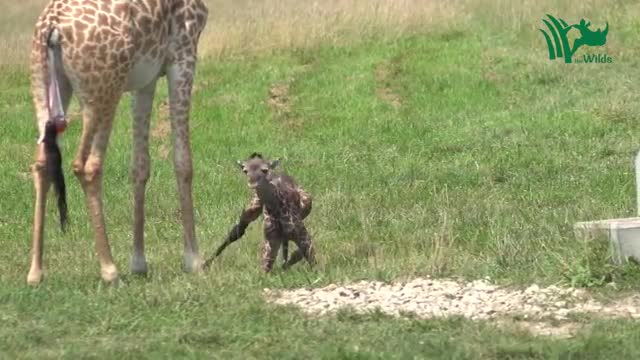 Baby Giraffe Tries to Stand and Takes His First Steps