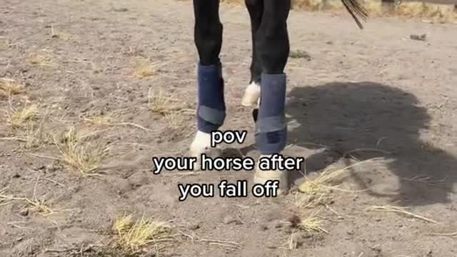 pov your horse after you fall off