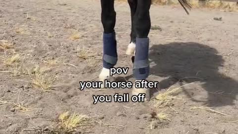 pov your horse after you fall off