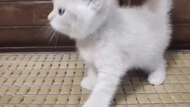 Playful kitten