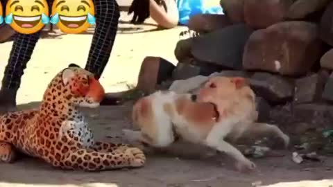 Dog leopard funniest