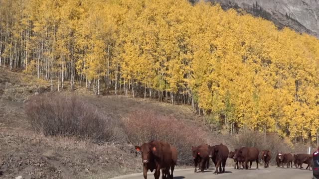 Crested Butte Rustler's Gulch Hike Autumn 2020