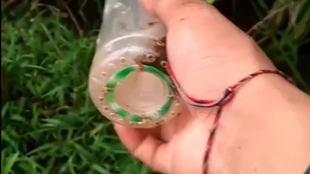 This is a beautiful and charming water-dwelling species