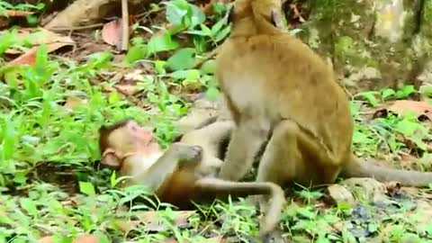 Monkey love wife