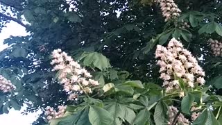 Flowering chestnut tree in the sunset.