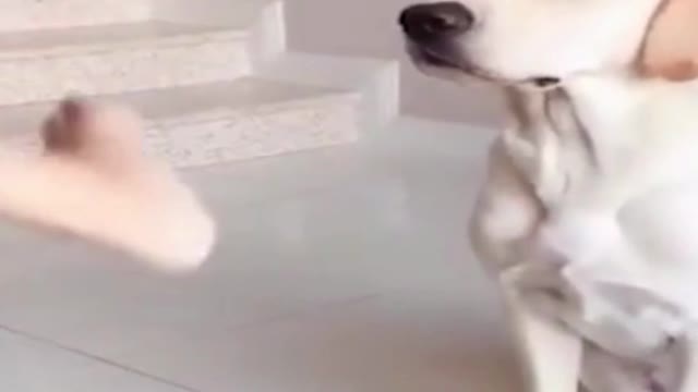 Cute funny dog videos #2