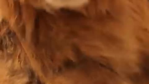 Lion wants to play video games in living room