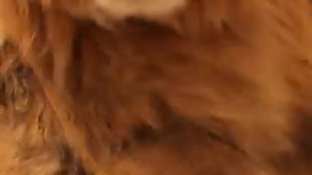 Lion wants to play video games in living room