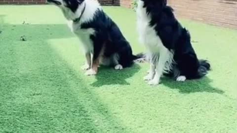 Funny Dog Videos 🐶 It's time to LAUGH with Dog's life