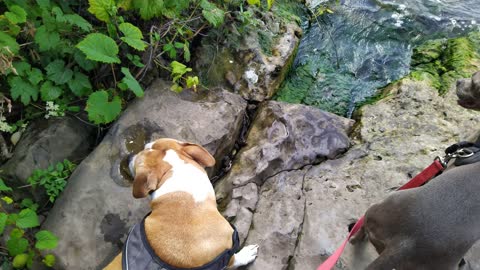 Two American Pitbulls Daredevils at Niagara Falls