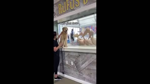 Animals with humans102