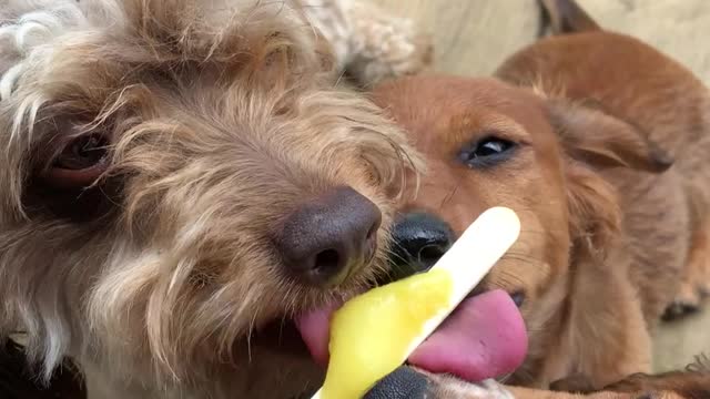 Cute Family of Dogs Share a Icy Treat!