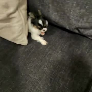 Catch Me If You Can! Small Puppy Chase