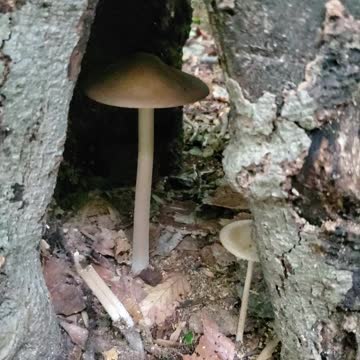 🐛🐛🎊☯️ Alice in Wonderlands front door.