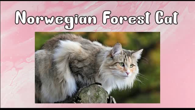 Every Cat Breed In The World (A-Z)