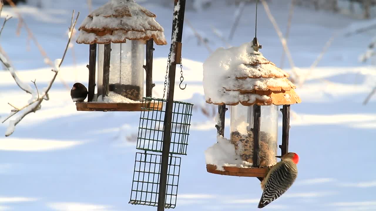 Give It a Break With the Bird Feeders