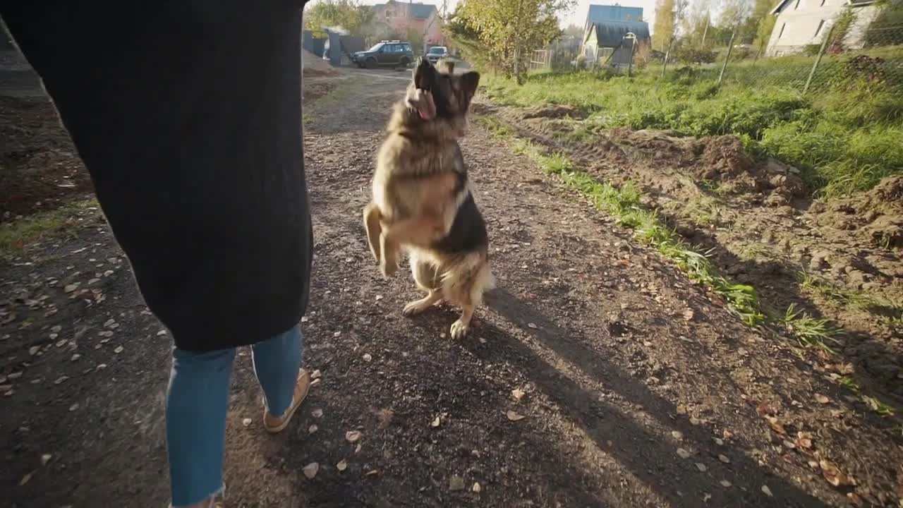 Young woman plays with big dog outdoors