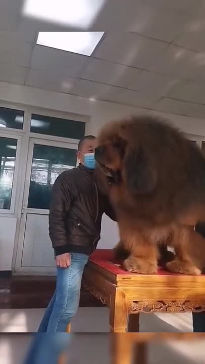 Baby Dogs 🐶 Cute and Funny Dog Videos Puppy Dogs Compilation