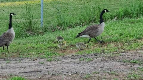 Babies On The Lake