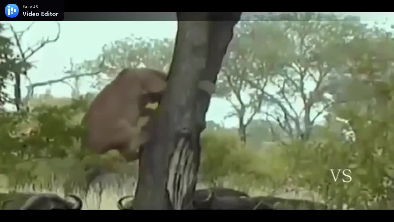 As maiores lutas de animais