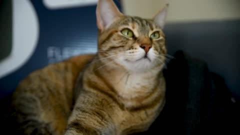 Cute Cat Looking Beautiful! looks Sleepy