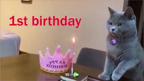 Happy birthday your pets🎂🎉-dogs and cat reaction to birthday🐕 super dog