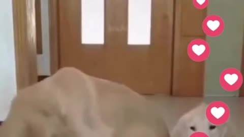 🐶 Funny Cat Reaction Videos - Try Not To Laugh 🤣 #Shorts #Dogs