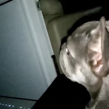 Sirius Q Watching TV On The Balcony