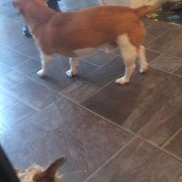 Murphys snappy girlfriend