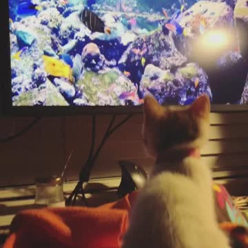 Foster kitten watching the fishies