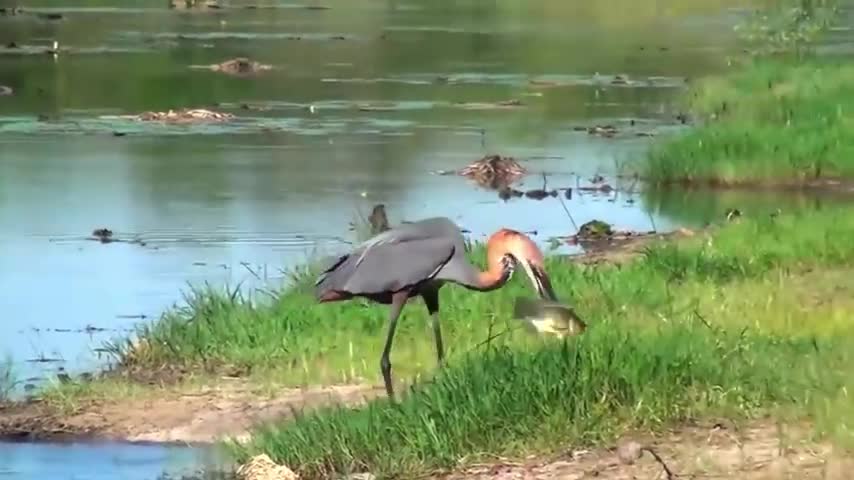 Best Eagle _eagle_ Fights VS Other Birds_ Hawk, Heron, Hen, Vulture, Stork, etc. _ Caught on