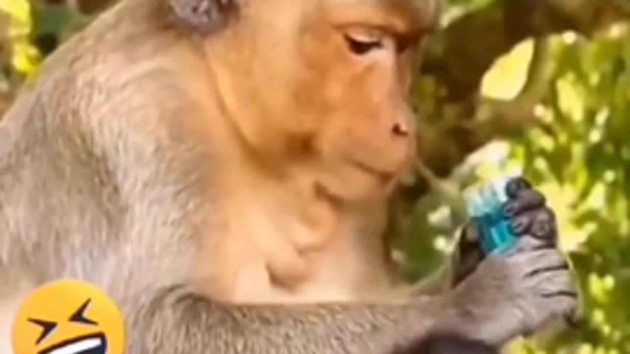 This monkey was not ready for it! The lighter and the escape story! 😅😂