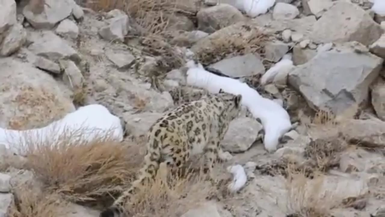 Snow Leopard | Ladakh