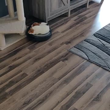 Guinea Pig riding Rumba