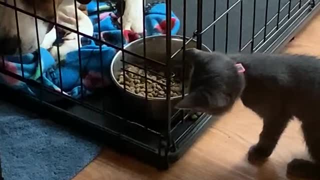 Sneaky Kitten Stealthy Steals Dog's Food