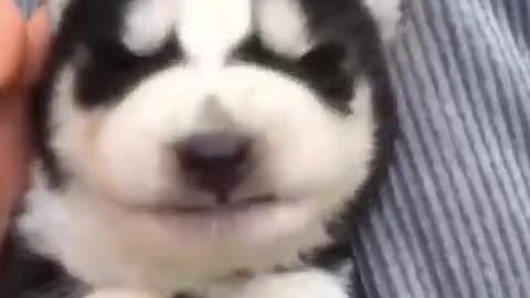 Cute dogs 🐶 videos