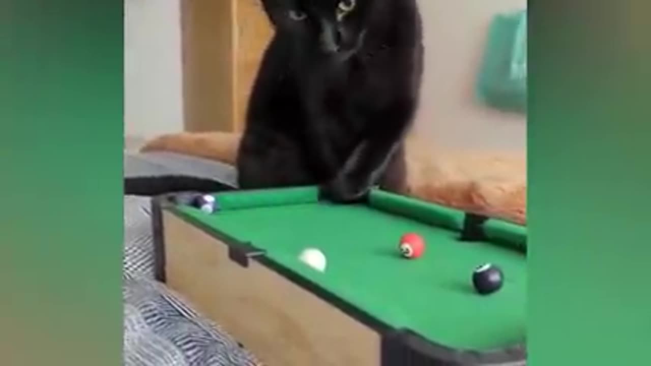 The funniest animal