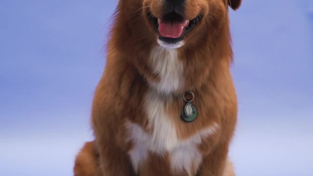 Funny golden dog