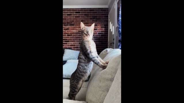 cat funny video part-4