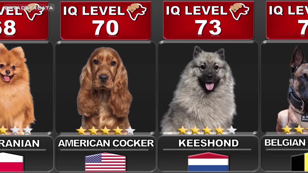 COMPARING THE INTELLIGENCE OF ALL DOGS 🐶 - SMART DOG 2024