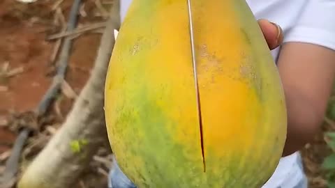 Beautiful Nature - Inspur Fresh Fruit wonderful video of Industry #2217