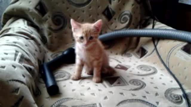 kitten in chair