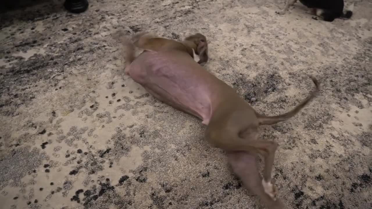I Filmed My Dog Whenever He Cried Or Was Nast