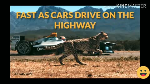 Cheetah vs sport car