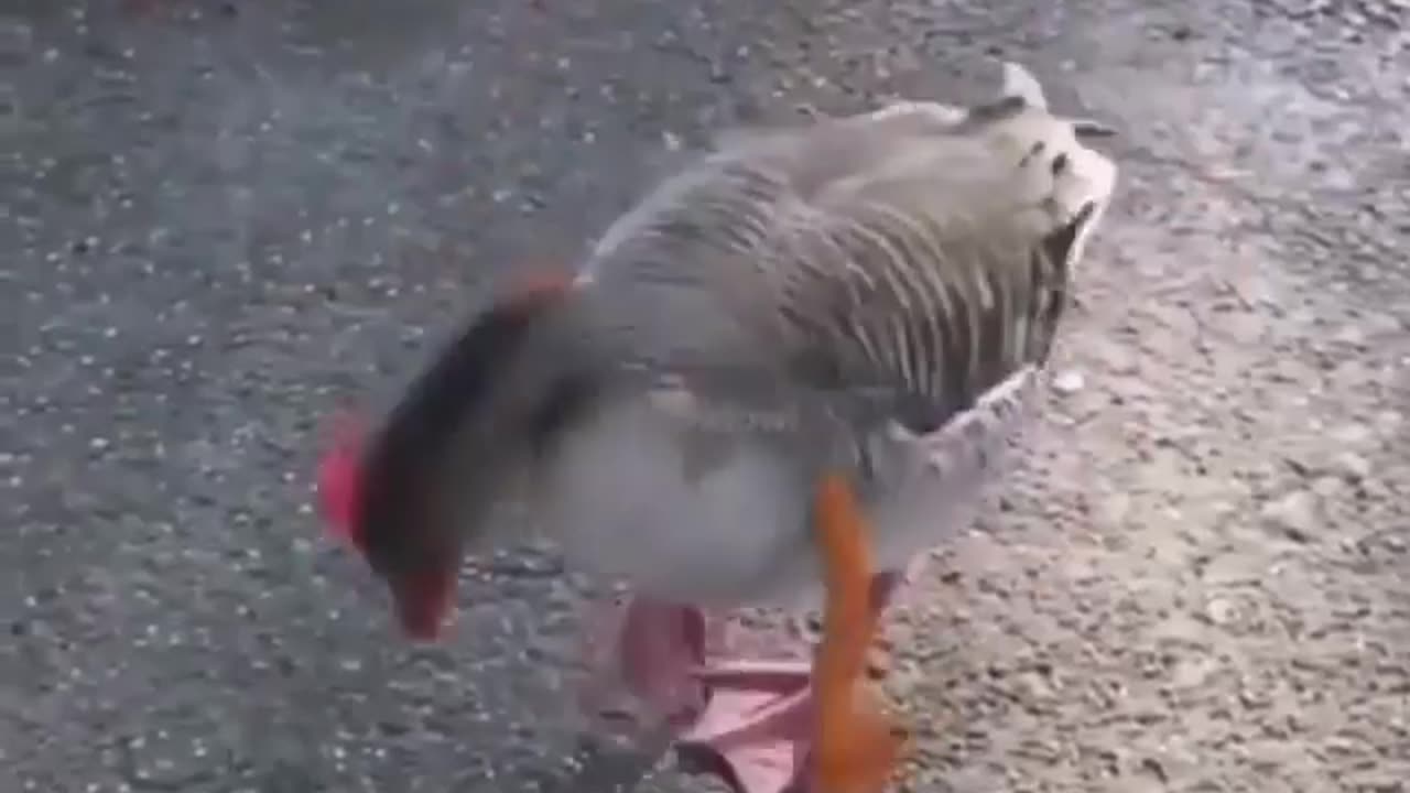 Duck dancing 😍