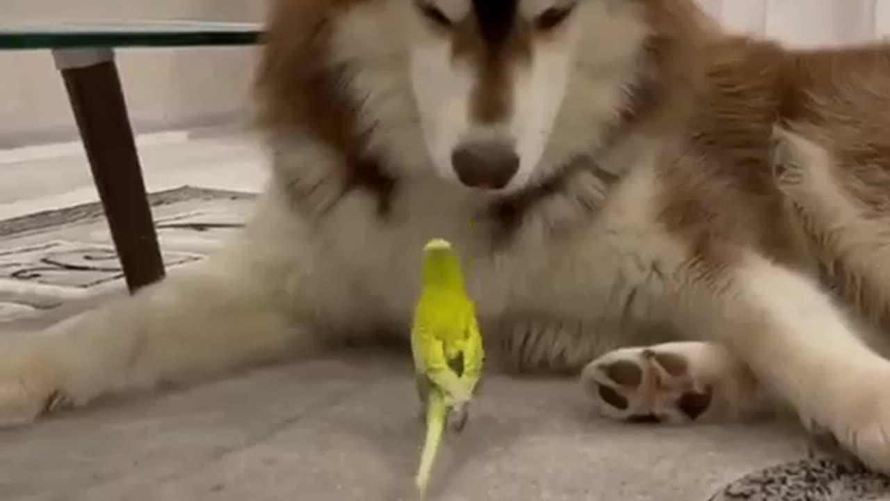 Dog And Parrot Conversation #shorts #shortvideo #video #virals #videoviral